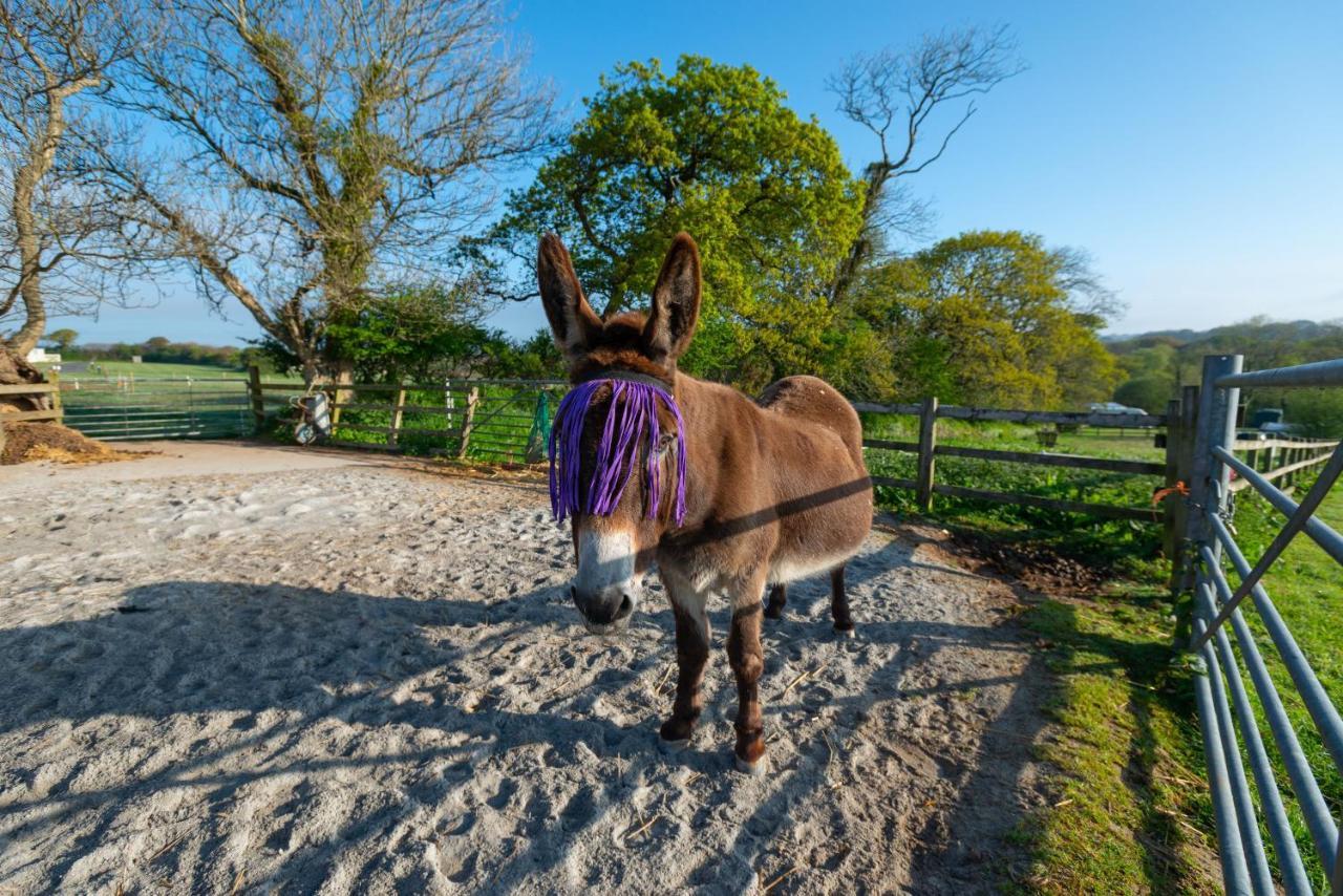 Beautiful Willow Lodge 67-4-6 Persons-Private Hot Tub-Pet Friendly-Tranquil Holiday Away From It All Yet Not Far To St Austell-The Holiday Home Has Two Bedrooms, Living & Dining Area, Equipped Kitchen -Decking-Al Fresco Dining-Fishing Lakes-Pet Frien Grampound Экстерьер фото